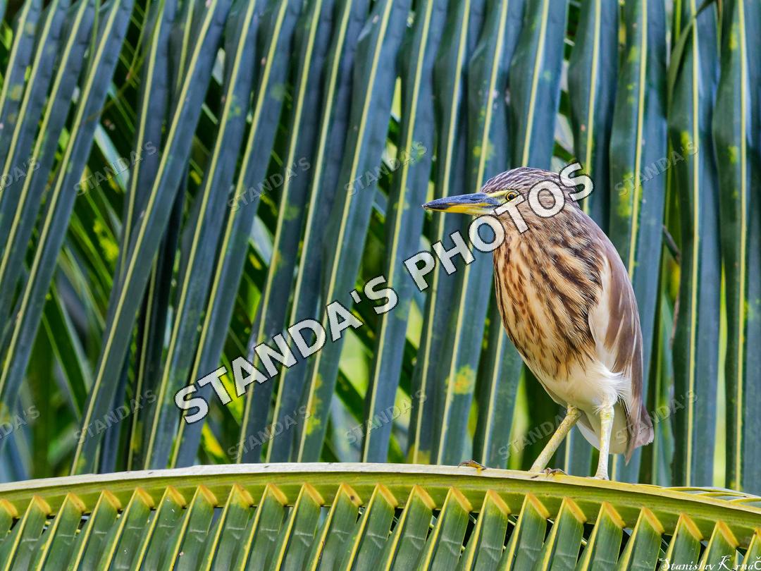 Volavka hnědohřbetá
