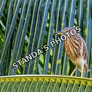 Volavka hnědohřbetá