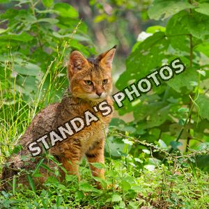 Kočka bažinná (džunglová)